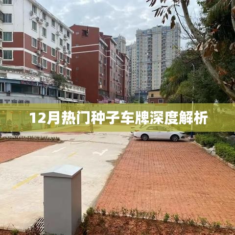 12月热门种子车牌全面深度解析