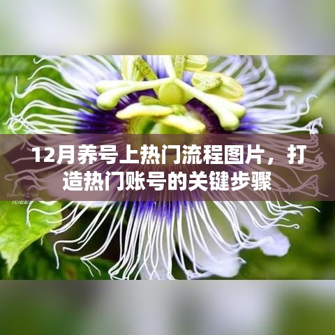 12月养号攻略，上热门流程图解，热门账号打造全步骤