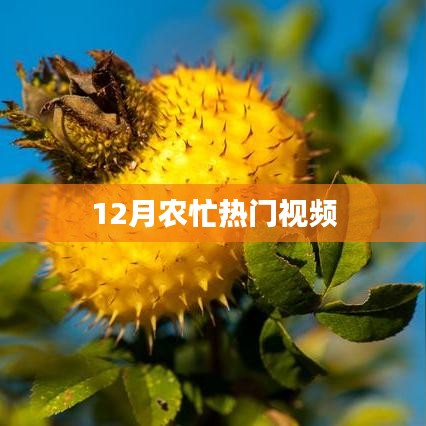 农忙时节热门视频大盘点