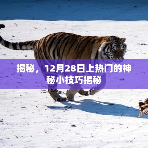 揭秘，热门小技巧，助你成为焦点！