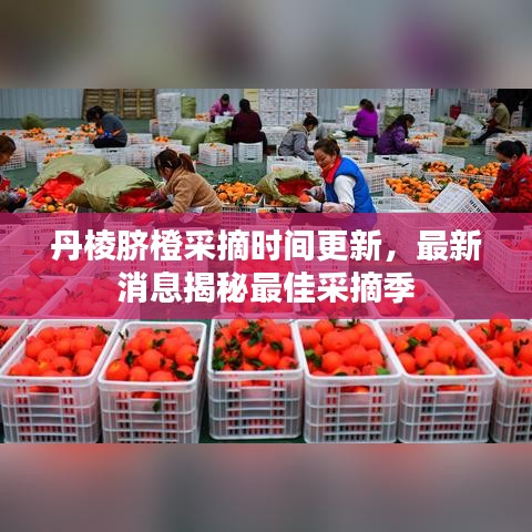 丹棱脐橙采摘时间更新，最新消息揭秘最佳采摘季