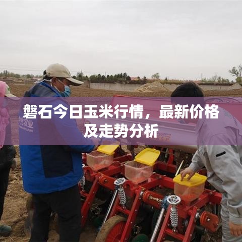 磐石今日玉米行情，最新价格及走势分析