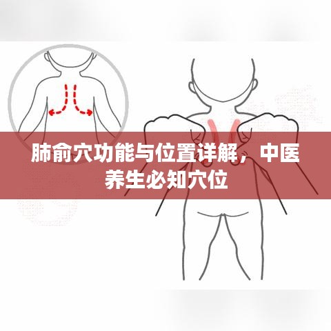 肺俞穴功能与位置详解，中医养生必知穴位