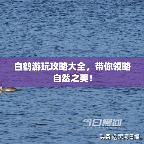 白鹤游玩攻略大全，带你领略自然之美！