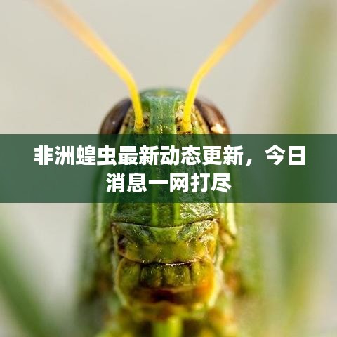 非洲蝗虫最新动态更新，今日消息一网打尽