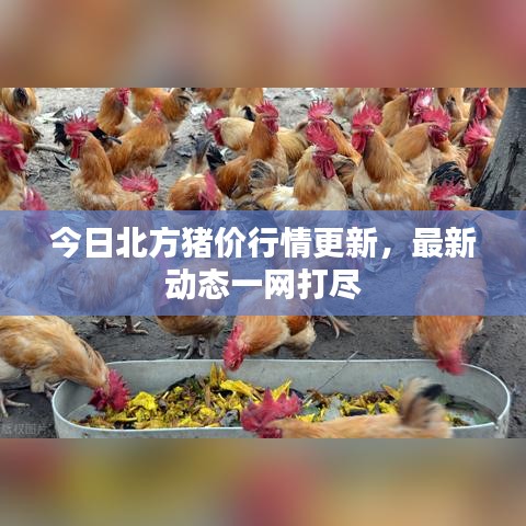 今日北方猪价行情更新，最新动态一网打尽