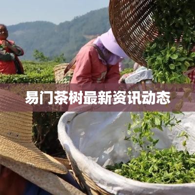 易门茶树最新资讯动态