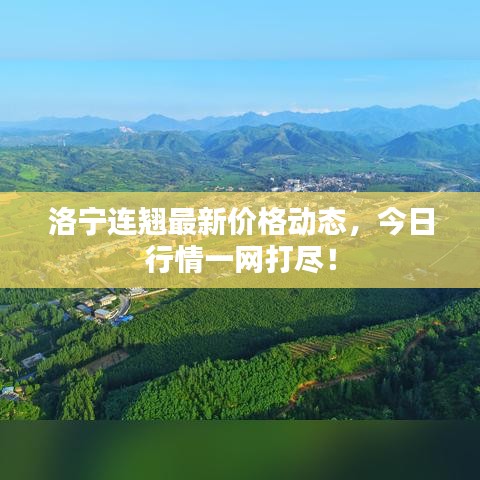 洛宁连翘最新价格动态，今日行情一网打尽！