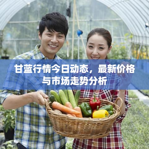 甘蓝行情今日动态，最新价格与市场走势分析