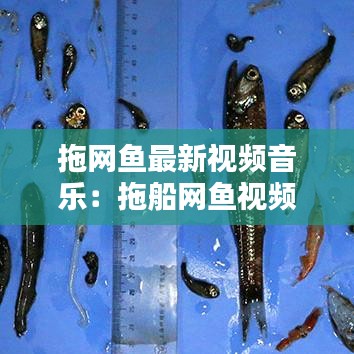 拖网鱼最新视频音乐：拖船网鱼视频 