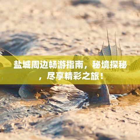 盐城周边畅游指南，秘境探秘，尽享精彩之旅！