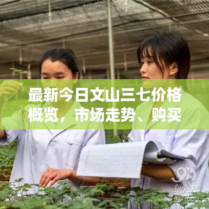 最新今日文山三七价格概览，市场走势、购买指南一网打尽