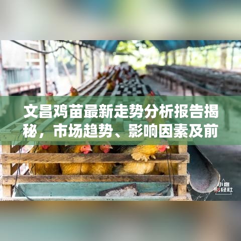 文昌鸡苗最新走势分析报告揭秘，市场趋势、影响因素及前景展望