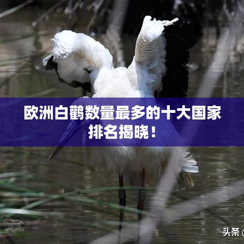 欧洲白鹳数量最多的十大国家排名揭晓！