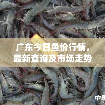 广东今日鱼价行情，最新查询及市场走势与影响因素深度解析