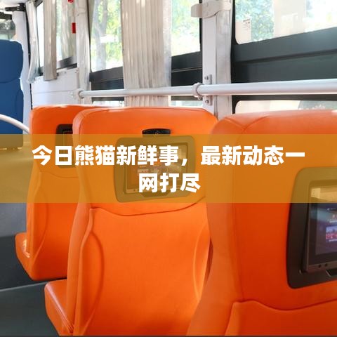 今日熊猫新鲜事，最新动态一网打尽