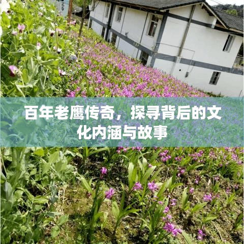 百年老鹰传奇，探寻背后的文化内涵与故事