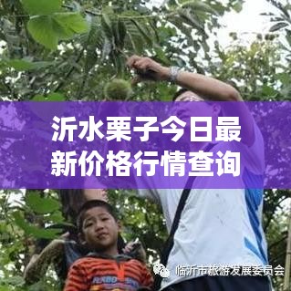 沂水栗子今日最新价格行情查询