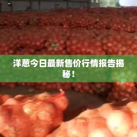 洋葱今日最新售价行情报告揭秘！