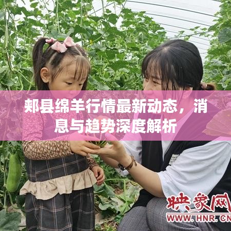 郏县绵羊行情最新动态，消息与趋势深度解析