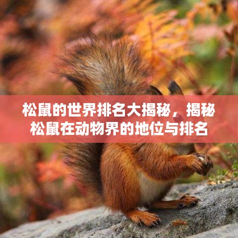 松鼠的世界排名大揭秘，揭秘松鼠在动物界的地位与排名