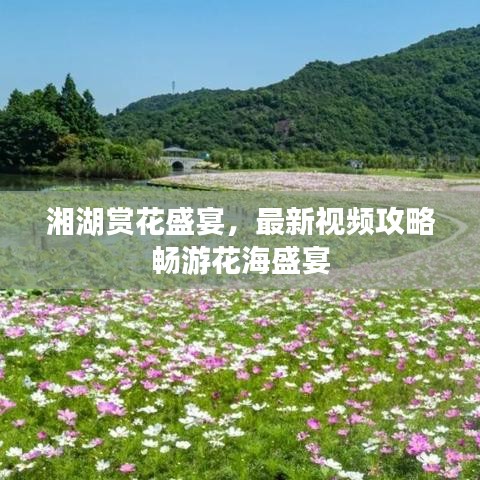 湘湖赏花盛宴，最新视频攻略畅游花海盛宴