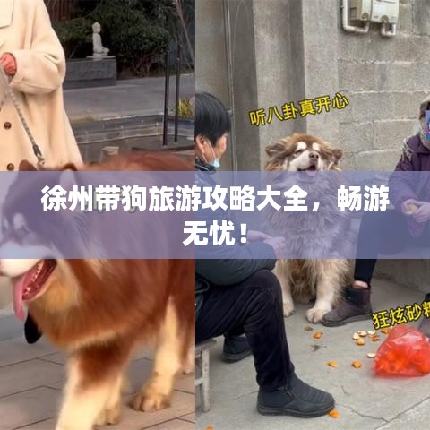 徐州带狗旅游攻略大全，畅游无忧！