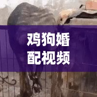 鸡狗婚配视频大全，最新热门播放列表