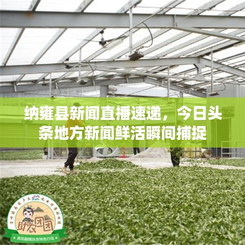 纳雍县新闻直播速递，今日头条地方新闻鲜活瞬间捕捉