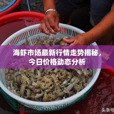 海虾市场最新行情走势揭秘，今日价格动态分析