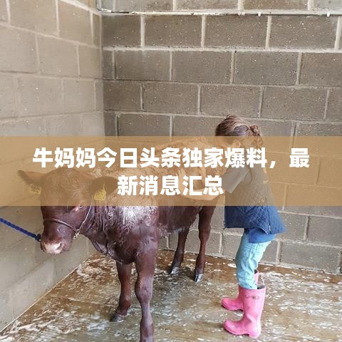 牛妈妈今日头条独家爆料，最新消息汇总