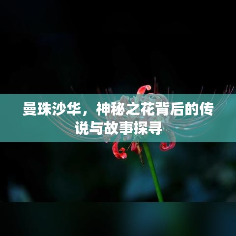 曼珠沙华，神秘之花背后的传说与故事探寻