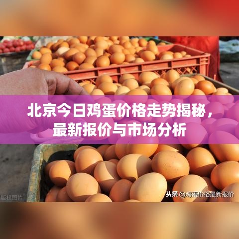 北京今日鸡蛋价格走势揭秘，最新报价与市场分析