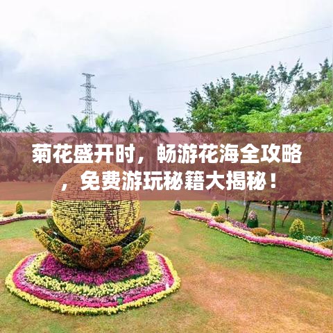 菊花盛开时，畅游花海全攻略，免费游玩秘籍大揭秘！