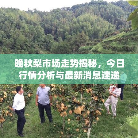 晚秋梨市场走势揭秘，今日行情分析与最新消息速递