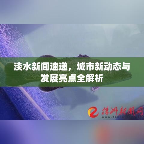 淡水新闻速递，城市新动态与发展亮点全解析