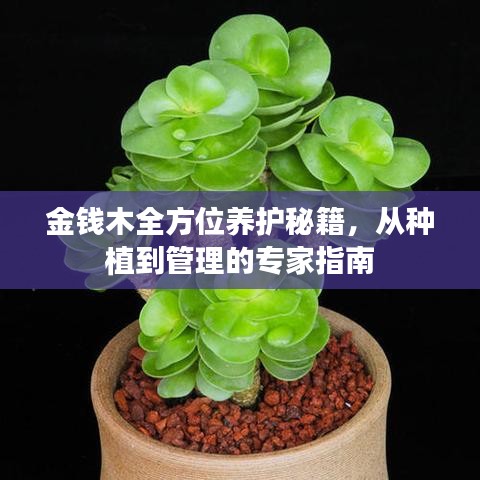 金钱木全方位养护秘籍，从种植到管理的专家指南