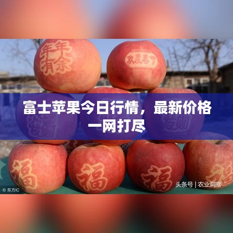 富士苹果今日行情，最新价格一网打尽