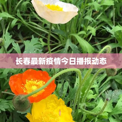 飞鸟依人