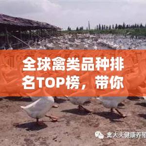 全球禽类品种排名TOP榜，带你领略禽界魅力！