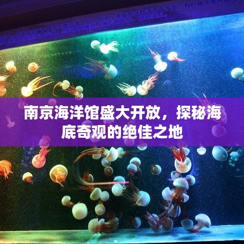 南京海洋馆盛大开放，探秘海底奇观的绝佳之地