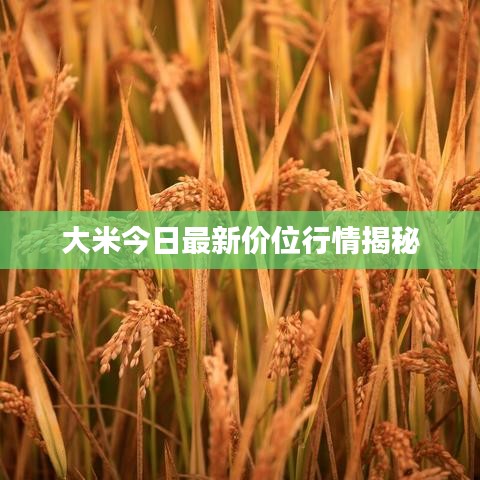 大米今日最新价位行情揭秘