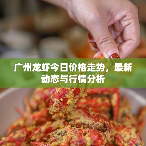 广州龙虾今日价格走势，最新动态与行情分析