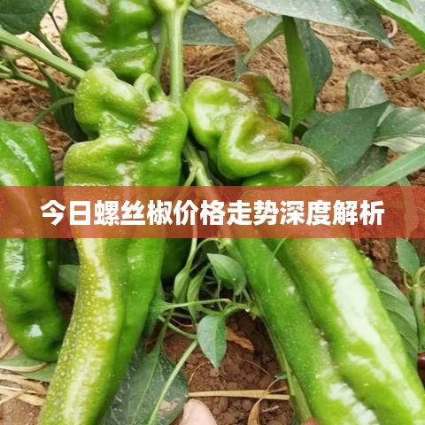 今日螺丝椒价格走势深度解析