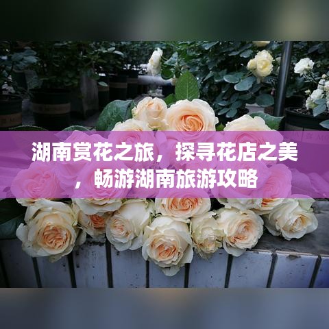 湖南赏花之旅，探寻花店之美，畅游湖南旅游攻略