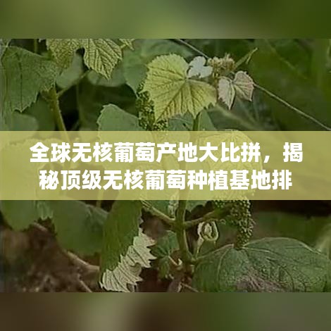 全球无核葡萄产地大比拼，揭秘顶级无核葡萄种植基地排名！
