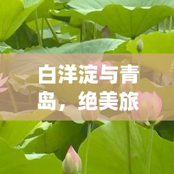白洋淀与青岛，绝美旅行组合，一次畅游两地的绝佳体验