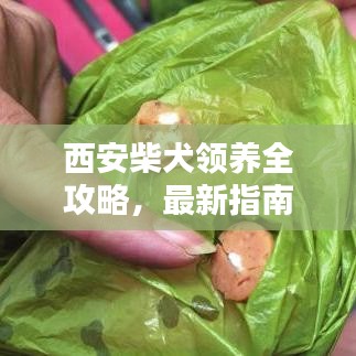 西安柴犬领养全攻略，最新指南助你轻松领养爱犬！