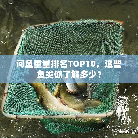 河鱼重量排名TOP10，这些鱼类你了解多少？