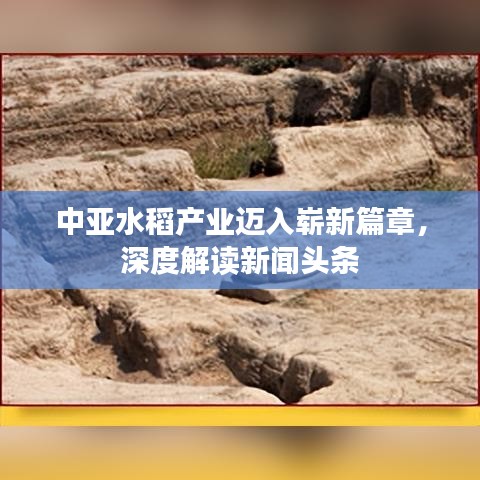 中亚水稻产业迈入崭新篇章，深度解读新闻头条